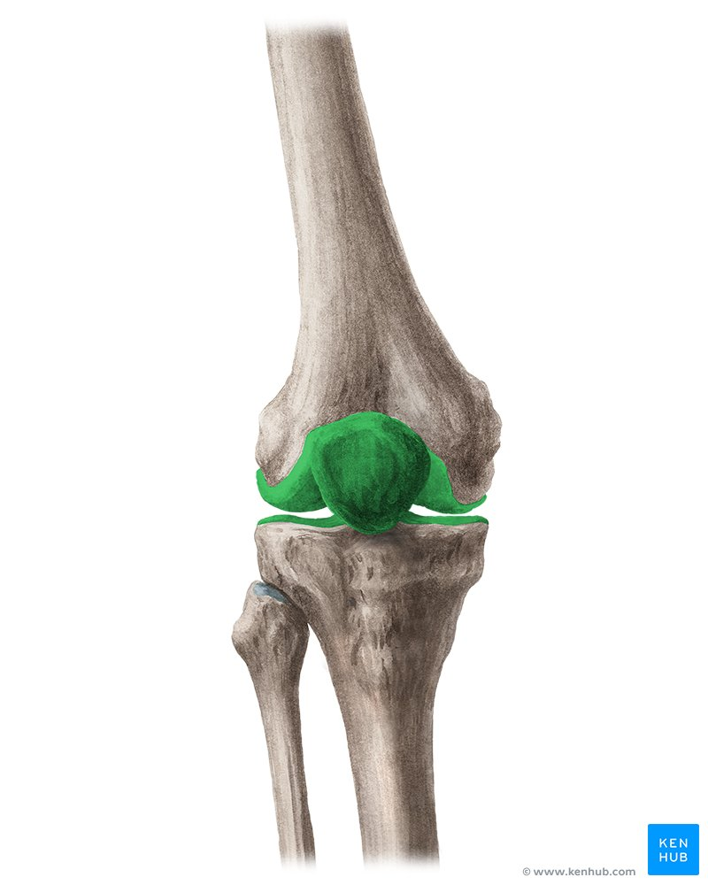 <p>What Joint?</p>