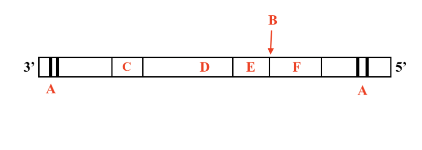 <p>What does the letter B represent?</p>