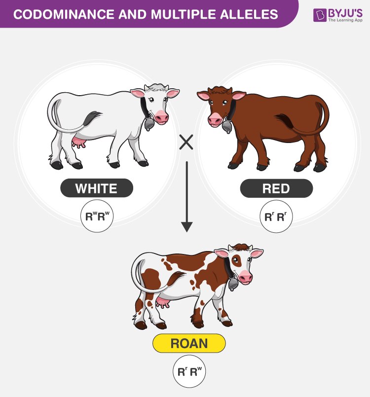 <p>what is co dominace?</p>