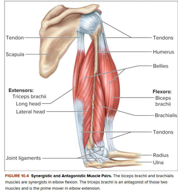 <p><strong>Synergistic and antagonistic muscle pairs (image 4)</strong></p>