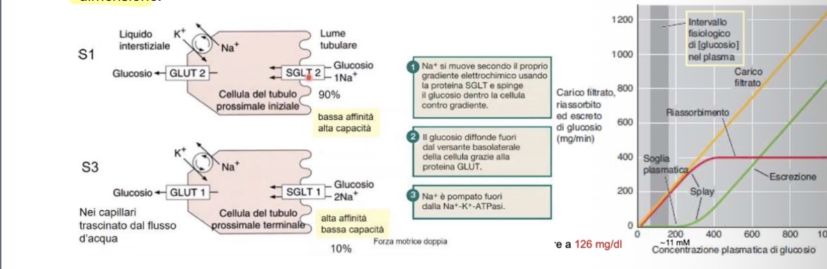 <p><span>• </span><strong><span>Meccanismo di riassorbimento:</span></strong><span> Filtrato liberamente e riassorbito al 100% nel tubulo prossimale via trasportatori SGLT (simporto Na+/glucosio) e proteine GLUT (diffusione facilitata).</span></p><p><span>• </span><strong><span>1° parte del tubulo:</span></strong><span> SGLT2 (apicale, 1 glucosio+1 sodio) e GLUT2 (baso-laterale). Alta capacità, bassa affinità. Riassorbe il 90%.</span></p><p><span>• </span><strong><span>Parte terminale:</span></strong><span> SGLT1 (apicale, 1 glucosio+2 sodio) e GLUT1 (baso-laterale). Bassa capacità, alta affinità. Riassorbe il 10%.</span></p><p><span>• </span><strong><span>Iperglicemia/Diabete e Saturazione:</span></strong></p><p><span>Nel grafico si vede:</span></p><p><span><strong><span>1. La Linea Gialla: Il Carico Filtrato</span></strong></span></p><p><span><span>Rappresenta quanto glucosio passa dal sangue al tubulo renale attraverso il filtro glomerulare.</span></span></p><p><span><span>• </span><strong><span>Comportamento:</span></strong><span> È una retta perfetta. Perché? Perché il glucosio è una molecola piccola e viene filtrata liberamente. Più ne hai nel sangue (asse X), più ne ritrovi nel filtrato (asse Y).</span></span></p><p><span><span>• </span><strong><span>Equazione:</span></strong><span> {Carico Filtrato} = {VFG} x [Glucosio_plasma]</span></span></p><p><span><strong><span>2. La Linea Rossa: Il Riassorbimento</span></strong></span></p><p><span><span>Rappresenta quanto glucosio il rene riesce a riportare nel sangue tramite i trasportatori </span><strong><span>SGLT</span></strong><span>.</span></span></p><p><span><span>• </span><strong><span>Fase iniziale:</span></strong><span> Fino a circa </span><strong><span>200 mg/dl</span></strong><span> (soglia plasmatica), la linea rossa segue quella gialla. Significa che il rene riassorbe il 100% dello zucchero filtrato.</span></span></p><p><span><span>• </span><strong><span>Il Plateau (</span></strong><span>T_m</span><strong><span>):</span></strong><span> A un certo punto (intorno a 375 mg/min di carico), la linea diventa piatta. Questo è il </span><strong><span>Trasporto Massimo (</span></strong><span>T_m</span><strong><span>)</span></strong><span>. Tutti i trasportatori sono occupati. Anche se aumenti lo zucchero nel sangue, il rene non può riassorbirne di più.</span></span></p><p><span><strong><span>3. La Linea Verde: L'Escrezione</span></strong></span></p><p><span><span>Rappresenta il glucosio che finisce nell'urina (</span><strong><span>glicosuria</span></strong><span>).</span></span></p><p><span><span>• </span><strong><span>Fino alla soglia:</span></strong><span> L'escrezione è zero.</span></span></p><p><span><span>• </span><strong><span>Dopo la soglia:</span></strong><span> Quando il carico filtrato supera la capacità di riassorbimento, l'eccesso finisce nelle urine. Dopo il plateau rosso, la linea verde sale parallelamente a quella gialla: tutto il glucosio in più che viene filtrato viene buttato fuori.</span></span></p><p><span><strong><span>Concetti Fondamentali nel Grafico</span></strong></span></p><p><span><span>• </span><strong><span>Soglia Plasmatica (</span></strong><span>180-200 mg/dl}</span><strong><span>):</span></strong><span> È il valore nel sangue oltre il quale lo zucchero comincia a comparire nelle urine. </span></span></p><p><span><span>• </span><strong><span>Lo "Splay" (Arrotondamento):</span></strong><span> La linea rossa e quella verde non fanno un angolo netto ma una curva perché:</span></span></p><p><span><span>1.	I trasportatori hanno un'affinità che non è infinita.</span></span></p><p><span><span>2.	Non tutti i milioni di nefroni sono identici; alcuni raggiungono la saturazione un po' prima di altri.</span></span></p><p><span><span>• </span><strong><span>Intervallo Fisiologico (Area Grigia):</span></strong><span> l'intervallo normale di glicemia è molto a sinistra nel grafico. In condizioni normali, siamo lontanissimi dal saturare i trasportatori: il rene è "progettato" per non perdere mai nemmeno una molecola di glucosio, data la sua importanza energetica.</span></span></p><p><span><strong><span>In sintesi:</span></strong><span> </span></span><span>I trasportatori si saturano → il glucosio non è tutto riassorbito → Glicosuria.</span></p><p><span>• </span><strong><span>Effetto osmotico:</span></strong><span> Alte concentrazioni di glucosio luminale trattengono acqua nel tubulo.</span></p><p><span>• Poiché si riassorbe meno acqua rispetto al Na+, si crea un gradiente che favorisce il </span><strong><span>retroflusso passivo di sodio</span></strong><span> dall'interstizio al lume.</span></p><p><span>• </span><strong><span>Risultato (Diuresi osmotica):</span></strong><span> Diminuisce il riassorbimento sia di acqua che di Na+. Aumenta l'escrezione urinaria (Poliuria) e consegue Polidipsia (aumento della sete).</span></p>