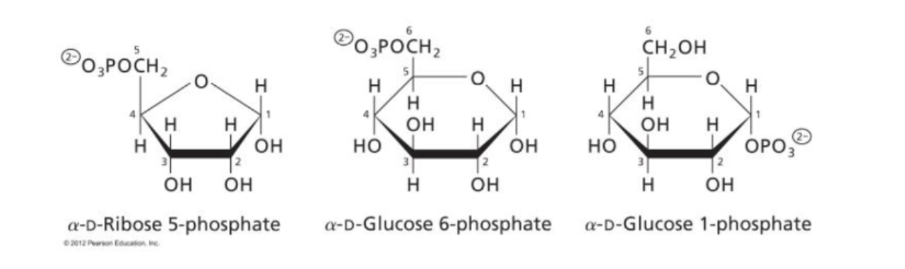 <p>can occur at any position, adds OPO3 with -2 charge, ex alpha-D-Glucose 1 phosphate</p>