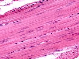 <p>what type of tissue is this?</p>
