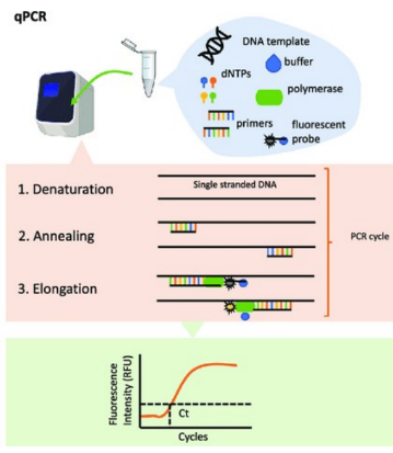 <p>lab technique that uses fluorescent dye to measure product as reaction progresses in real time</p>
