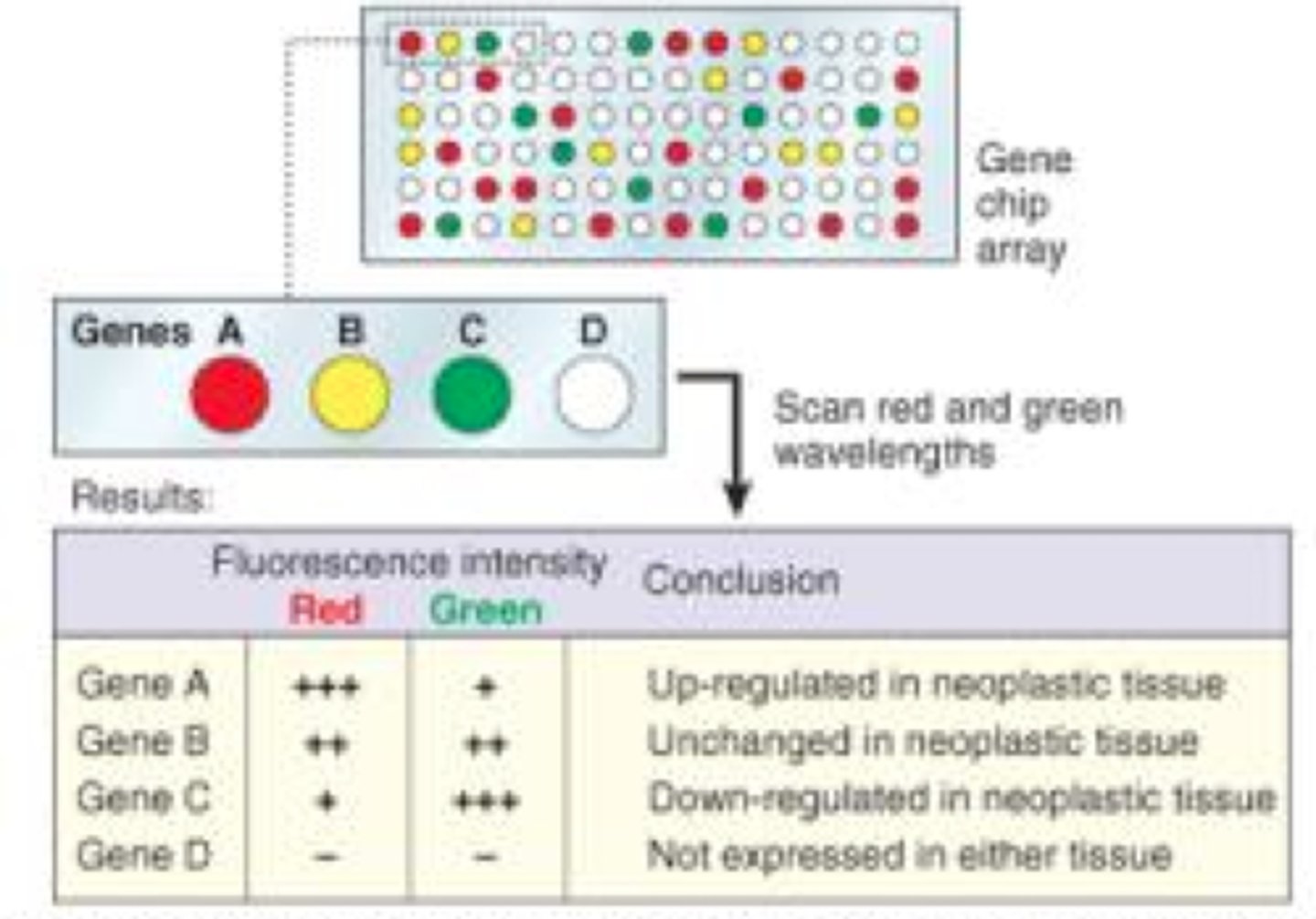 <p>Typically determined by monitoring a known reaction with given concentration of substrate</p><p>Activity correlated with concentration but affected by purification methods</p><p>Reaction with color change are applicable to microarrays that allow for chromatographic analysis of compound of interest</p>