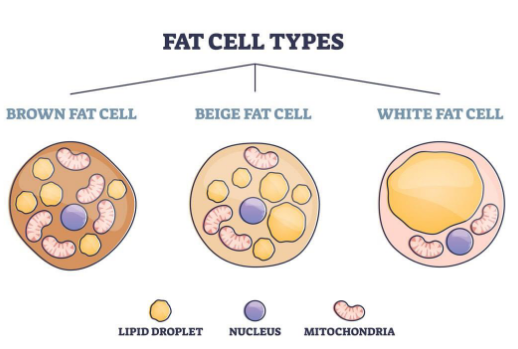 <p>Types of adipose tissue</p>