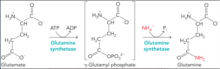 <ul><li><p>converts glutamate to glutamine using ammonium (requires ATP)</p></li><li><p>primary entry point for ammonium into biomolecules </p></li><li><p>allows ammonium transport from peripheral tissues to liver to be excreted as urea </p></li></ul><p></p>