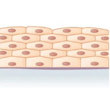 <p>What the shape and layer of this epithelial tissue?</p>