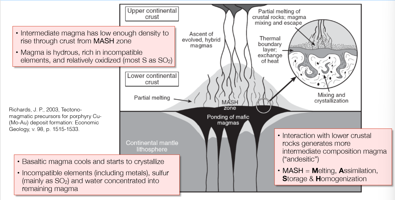 <ul><li><p>M = melting (partial melting of crustal rocks in the path of ascent)</p></li><li><p>A = assimilation (incorporates incompatible elements into hydrous magma and becomes enriched)</p></li><li><p>S = storage (incompatible elements and water are concentrated and stored in remaining magma)</p></li><li><p>H = homogenization (as melt becomes homogeneous with surrounding crustal rock, the magma will continue to ascend as it becomes more bouyant/felsic)</p></li></ul><p></p>