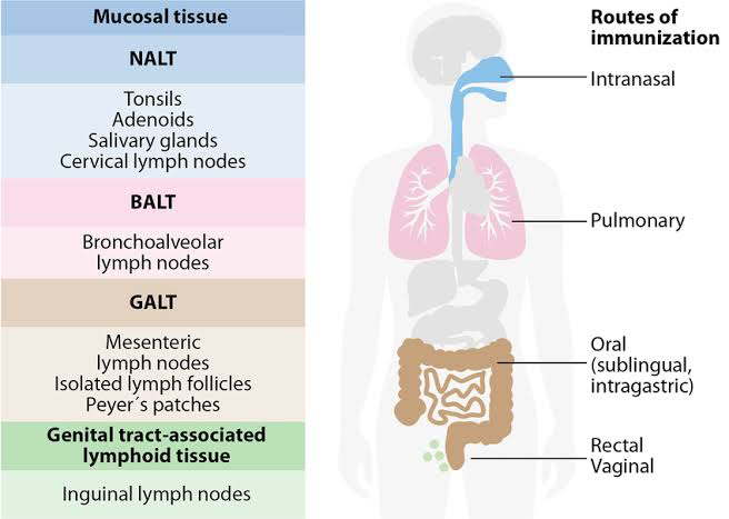 <p>(BALT) Bronchus-associated lymphoid tissue found in the lining of the respiratory tract. </p>