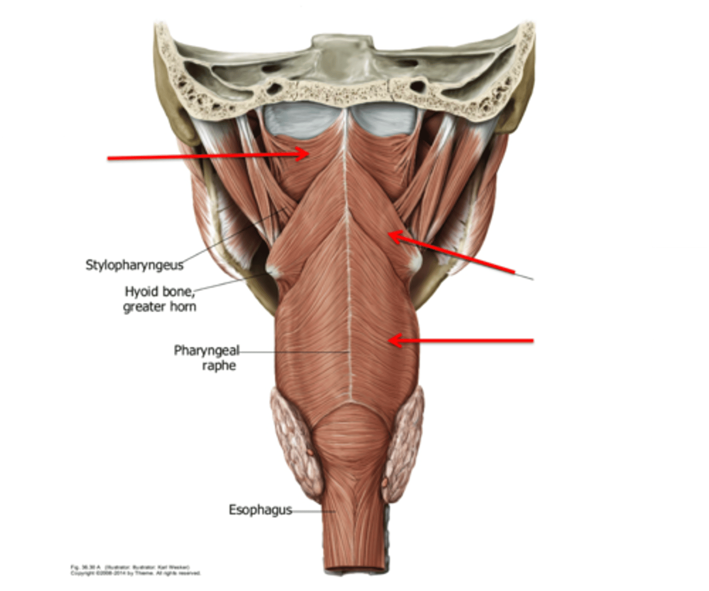 <p>Origin: mandible, hyoid bone</p><p>Insertion: median raphe</p><p>Action: swallowing</p>