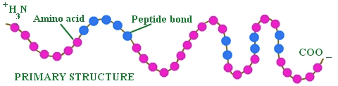 <ul><li><p>Insulin </p></li><li><p>2 polypeptide chains and 3 disulfide bonds</p></li></ul><p></p>