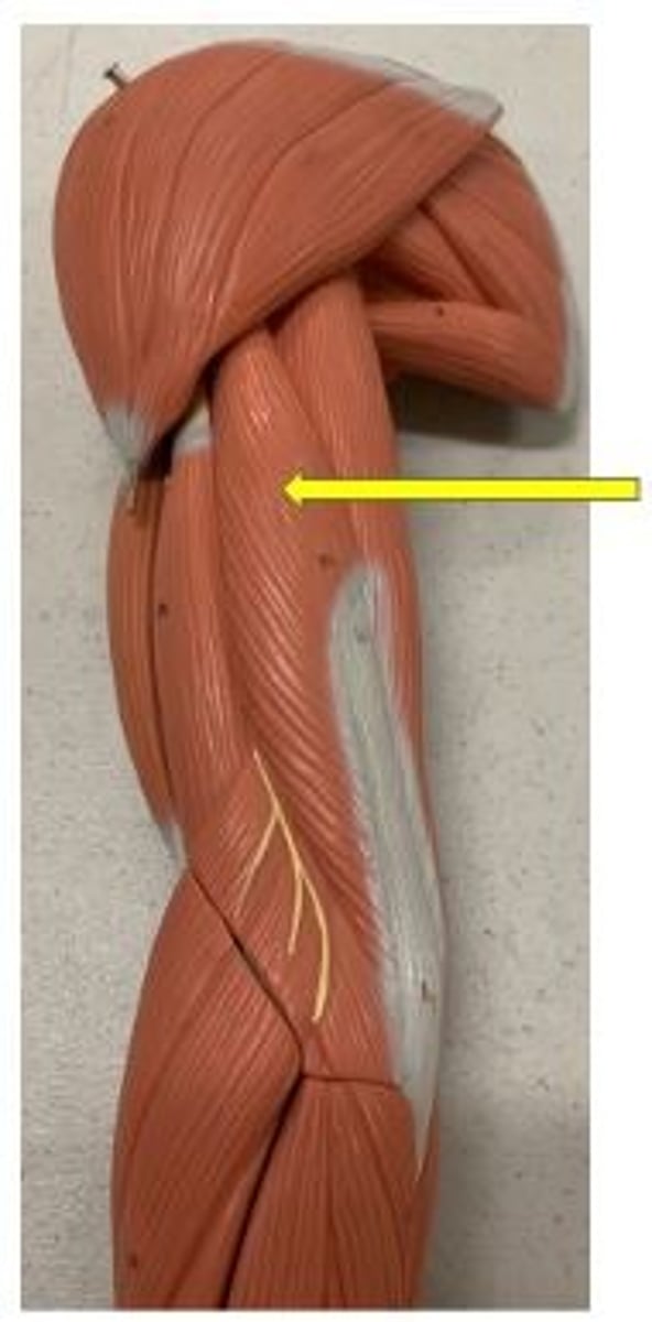 <p>O: posterior shaft of humerus</p>