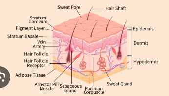 <p>Integumentary system: major organs + function?</p>