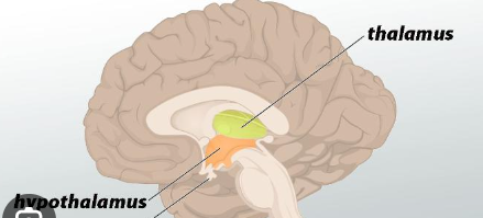 <ul><li><p>(1) thalamus → get sensory input from spinal cord &amp; integrates before send to cortex</p></li></ul><ul><li><p>(2) hypothalamus → regulates endocrine function w hormone release</p></li></ul><p></p>