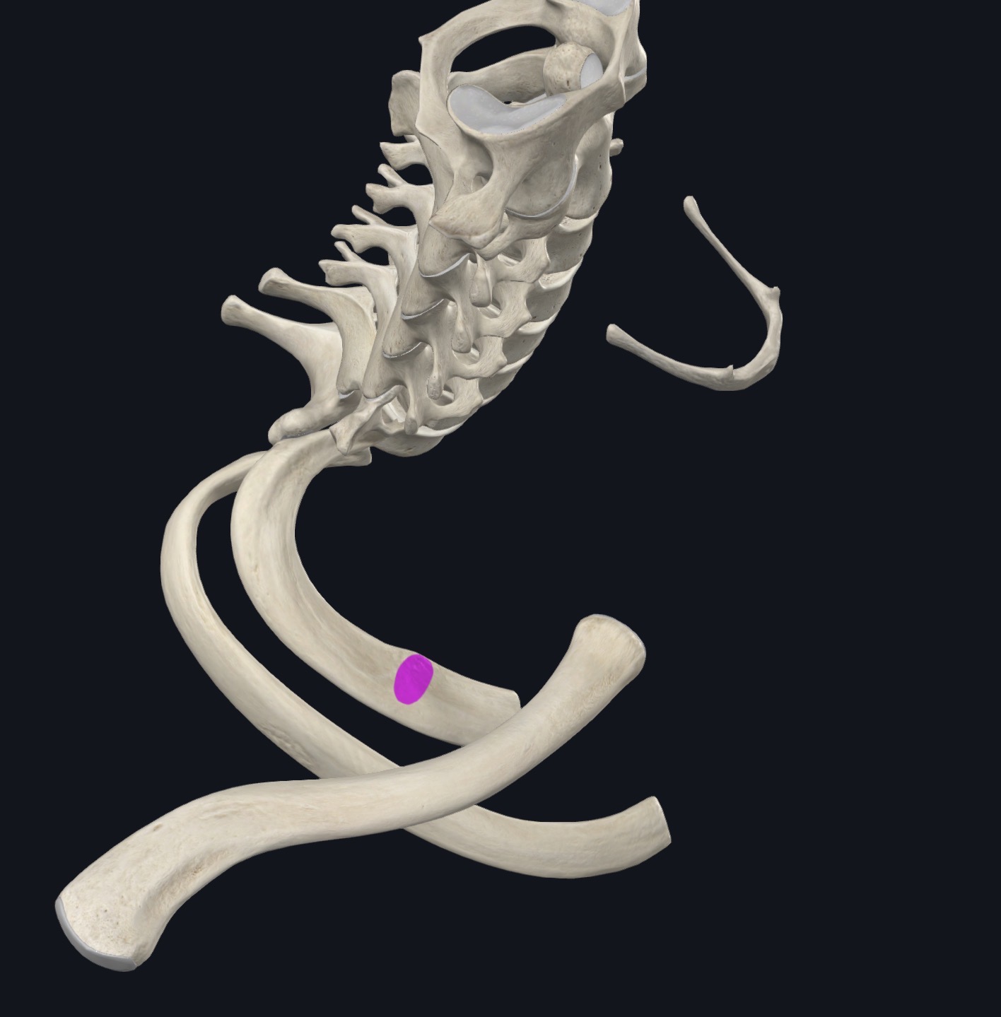 <p>1st rib</p>