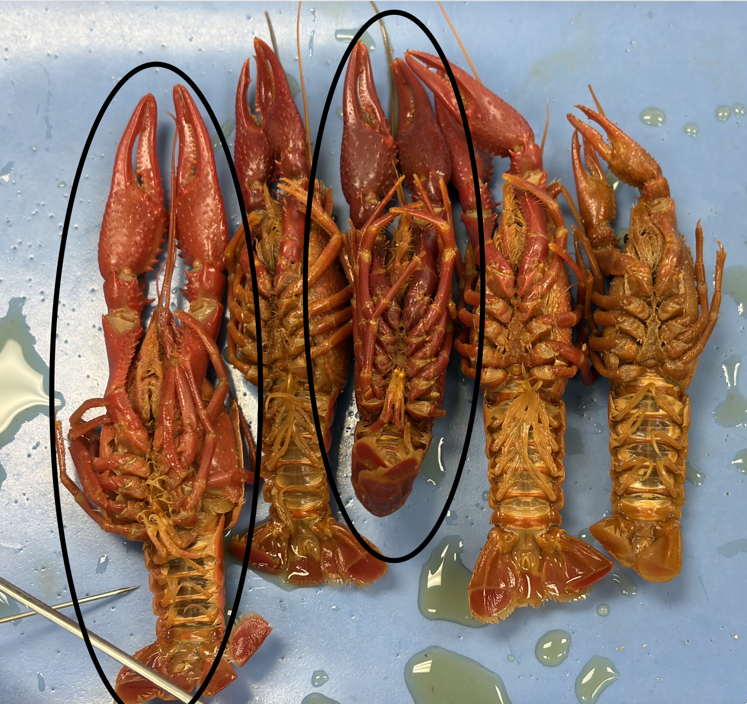 <p>Are the circled crayfish male or female?</p>