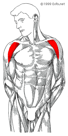 <p>앞쪽 삼각근 / <span>anterior [ænˈtɪr.i.ɚ] : 앞쪽의 / deltoid [ˈdel.tɔɪd] : 삼각근(어깨를 덮고 있는 삼각형 모양의 근육)</span></p>