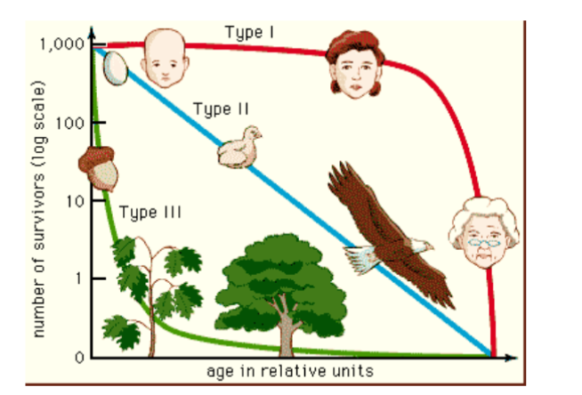<p>shows how different classes of ages survive through time due to differences in mortality.</p><p>Type I - higher young survivorship and mortality in older ages</p><p>Type II - constant survivorship across ages; equal chance that organism dies throughout their entire life cycle</p><p>Type III - High mortality of young but have lower rates or mortality at older ages</p>