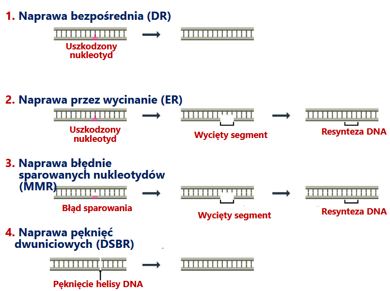 <p>Przebieg napraw DNA:</p>
