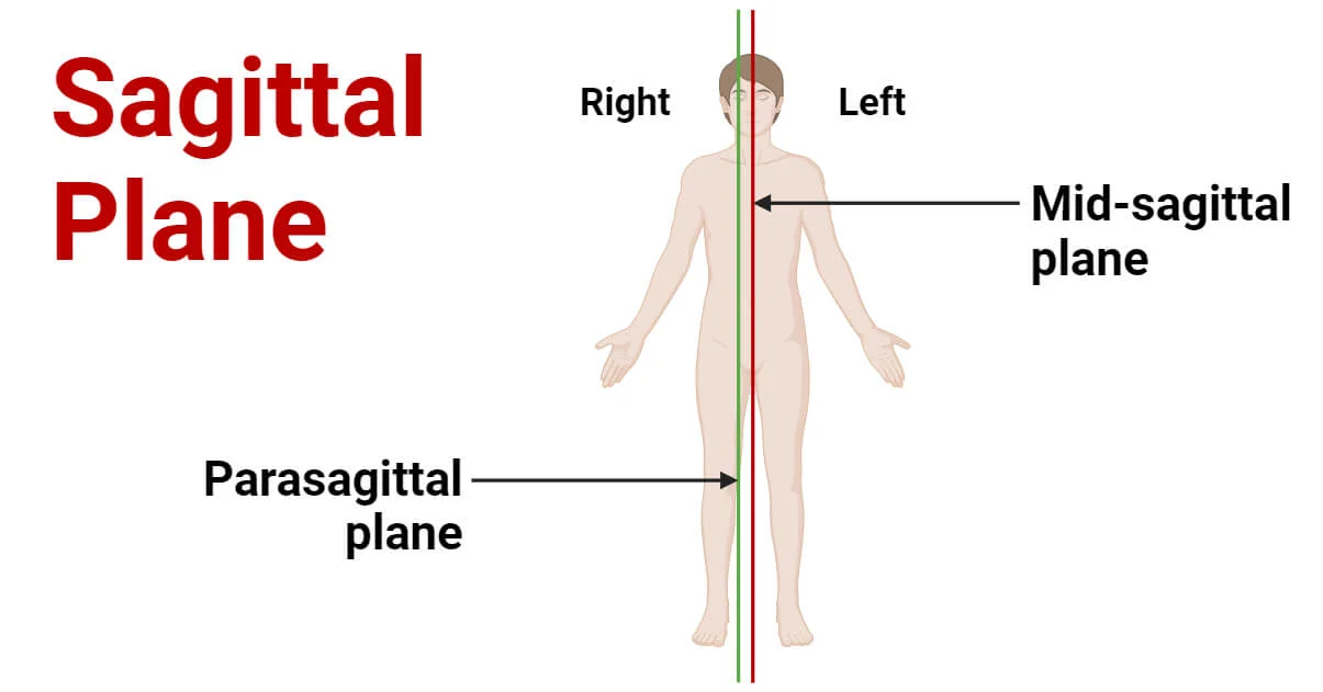 <p>When the body or organ is divided into <strong>unequal</strong> right and left sides, with the planes <strong>adjacent</strong> or <strong>parallel</strong></p>