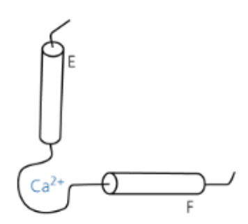<p>Protéines tampons (faible affinité mais capacité haute → fixent beaucoup de Ca<sup>2+</sup> mais peu réactives en concentration faible ; calséquestrine, calréticuline, paravalbumine).</p><p>Protéines senseurs (affinité haute mais capacité basse → fixent peu de Ca<sup>2+ </sup>mais réagissent à de très faibles variations de concentration ; calmoduline, troponine).</p><p>Pour les 2 : structure en EF-hand. </p>