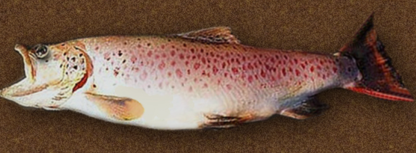 <p>Salmo letnica</p><p>nonative</p><p>silver colored body with red and black spots including on fin unlike brown trout</p>
