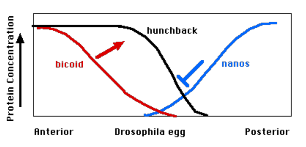 <p>Bicoid, which is concentrated in the anterior region, transcriptionally activates Hunchback. Nanos, which is concentrated in the posterior region, translationally represses hunchback. As a result, Hunchback is activated in a gradient that in concentrated in the anterior region. </p>