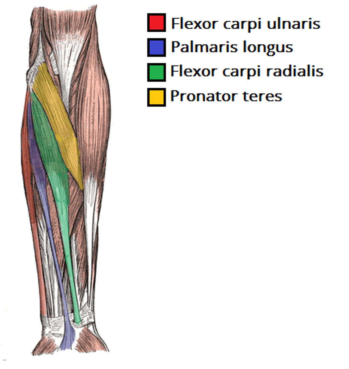 <p>pronator teres, flexor carpi radialis, palmaris longus, flexor carpi ulnaris</p>