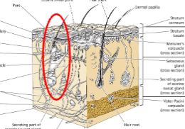 <p>associated w/ hair follicle</p><ul><li><p>secrete sebum (keeps shaft moist/waterproof)</p></li><li><p>glands attached to muscle which squeeze out sebum when muscle contracts </p></li></ul><p></p>