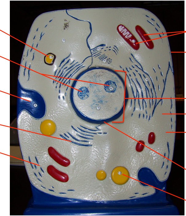 <p>name cell structures</p>