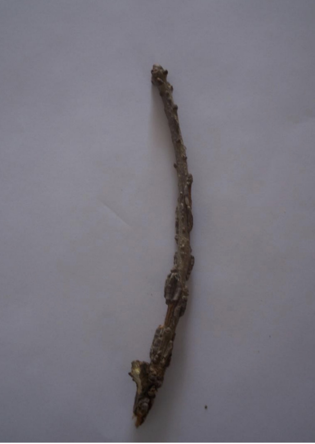 <p>What is this branch? </p>