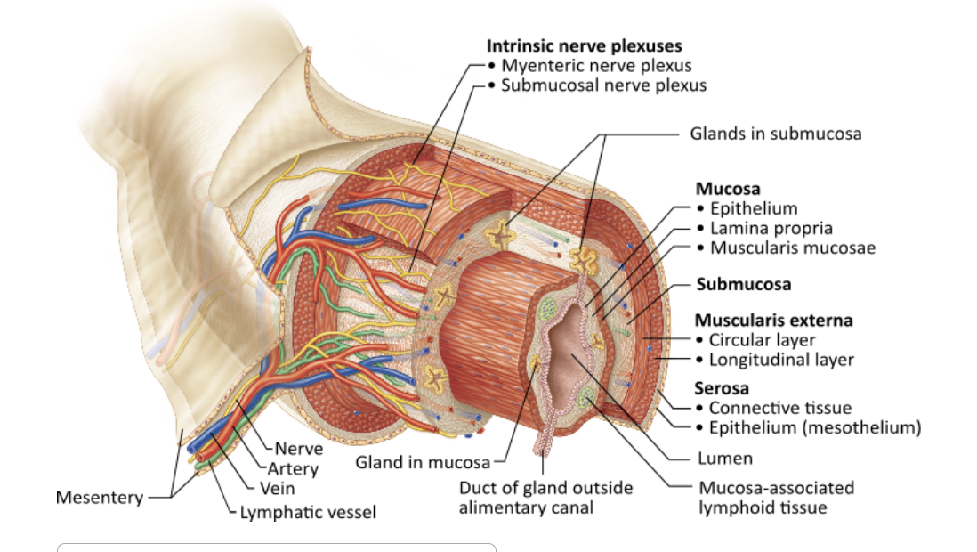 <p><span>Which layer of the alimentary canal is responsible for segmentation and peristalsis?</span></p><table style="min-width: 25px;"><colgroup><col style="min-width: 25px;"></colgroup><tbody><tr><td colspan="1" rowspan="1" style="margin: 0px; padding: 0.3em; position: relative;"><p>mucosa &nbsp; &nbsp; &nbsp; &nbsp;</p></td></tr><tr><td colspan="1" rowspan="1" style="margin: 0px; padding: 0.3em; position: relative;"><p>muscularis externa &nbsp; &nbsp; &nbsp; &nbsp;</p></td></tr><tr><td colspan="1" rowspan="1" style="margin: 0px; padding: 0.3em; position: relative;"><p>serosa &nbsp; &nbsp; &nbsp; &nbsp;</p></td></tr><tr><td colspan="1" rowspan="1" style="margin: 0px; padding: 0.3em; position: relative;"><p>submucosa &nbsp; &nbsp; &nbsp;</p></td></tr></tbody></table><p></p>
