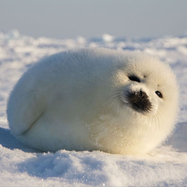 <p>seal pups</p>
