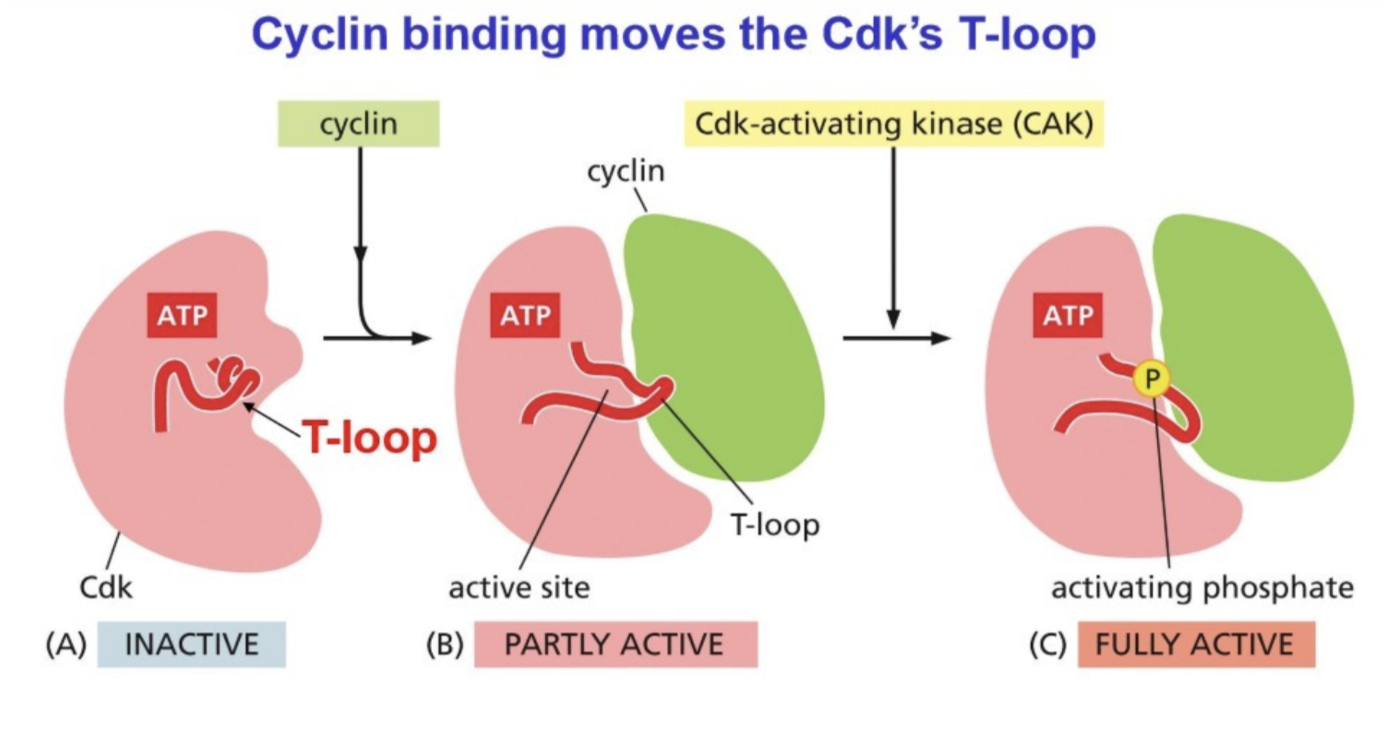 <ul><li><p>When inactive: active site covered up by T-loop</p></li><li><p><strong>Binding of cyclin i</strong>nduces a conformational change that moves T-loop, allowing it to be partially active</p></li><li><p><strong>Cdk-activating kinase (CAK) phosphorylates the T-loop</strong>, inducing another conformational change that moves the T-loop further away from the active site, allowing for full activity </p><ul><li><p>“activating phosphorylation”</p></li></ul></li></ul><p></p>