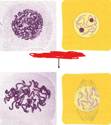 <p>what stage of mitosis is this? what type of cell is this?</p>