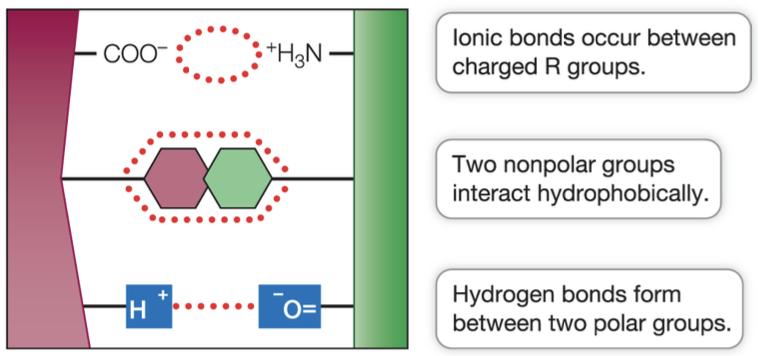 <p>Surface R groups interact with other molecules via:</p><ul><li><p>Ion-ion, ion-dipole</p></li><li><p>Hydrogen bonds</p></li><li><p>Dispersion Force</p></li><li><p>Dipole-dipole</p></li></ul><p></p>