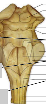 <p>Label this dorsal view of the brainstem </p>