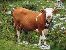 <p>Bos Taurus</p>