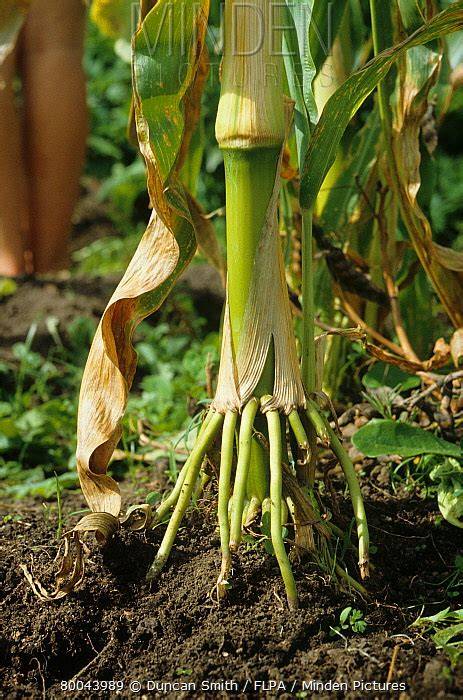 <p>Prop roots</p>