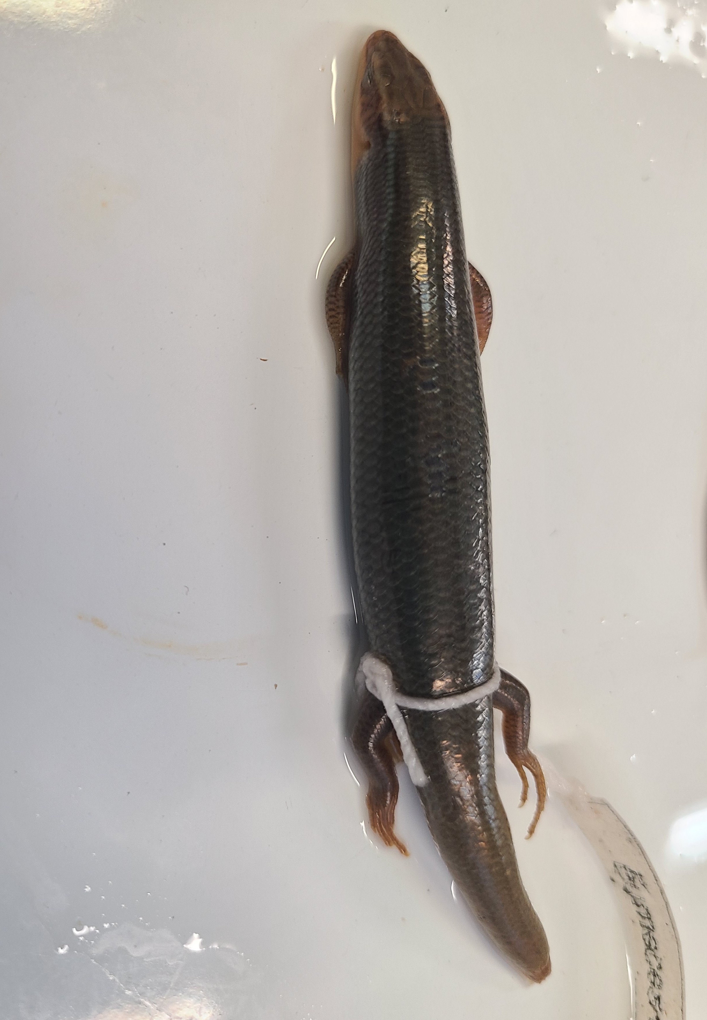 <p>Scientific name and distinguishing feature</p>