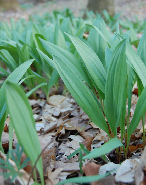 <p>Allium tricoccum</p>