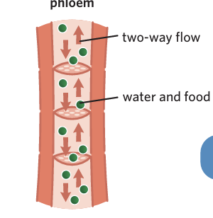 <p><span>Tubes that transport sugars and other nutrients around a plant in 2 directions.</span></p>
