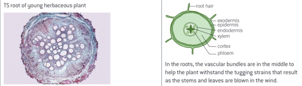 <p>The vascular bundles are in the middle to help the plant withstand the tugging strains that result as the stems and leaves are blown in the wind</p>