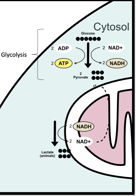 <ul><li><p>“breaking sugar” in cytosol</p></li><li><p>glucose breaks down into</p><ul><li><p>2 pyrivate (3 carbon molecules)</p></li><li><p>2 ATP</p></li><li><p>2 NADH</p></li></ul></li><li><p>if there is oxygen</p><ul><li><p>pyruvate enters mitochondrion → aerobic respiration</p></li><li><p>goes to link reaction </p></li></ul></li><li><p>if there is NO oxygen</p><ul><li><p>pyruvate remains in cytosol → <strong>fermentation</strong> (anaerobic)</p></li><li><p>regenerates NAD+ from NADH</p></li><li><p>allows glycolysis to continue</p></li><li><p>end products: lactate (animals), ethanol and CO2 (yeast)</p></li></ul></li></ul><p></p>