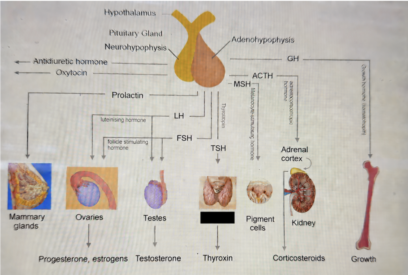 term image