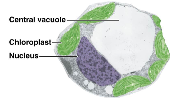 <p>In plants, absorbs water allowing the cell to grow in size (more rigid). Stores vital chemicals and maybe toxic waste products. </p>