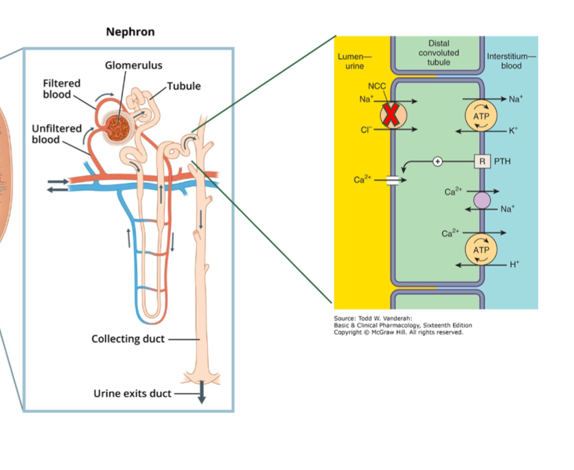 <p>blocks Na/Cl TP in distal tubule → dec. Na+ reabsorption → dec. blood volume → decrease cardiac output /BP</p>