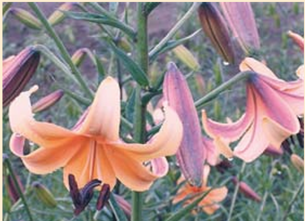 <p>Asiatic lily</p><p>Trumpet lily</p>
