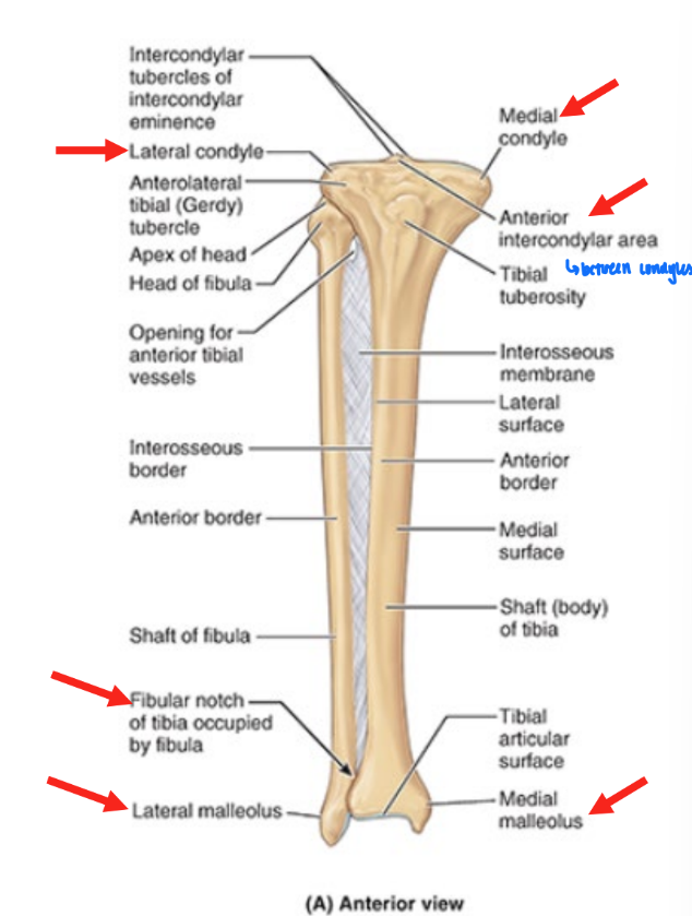 <ul><li><p>medial condyle</p></li><li><p>lateral condyle</p></li><li><p>intercondylar) area</p></li><li><p>medial malleolus</p></li><li><p>fibular notch</p></li><li><p>soleal line (posterior)</p></li></ul><p></p>